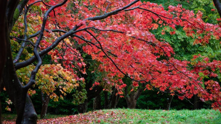 Colourful autumn acers at Bodnant Garden